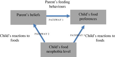 Fig 1: Conceptual model of possible relationships between parents’ beliefs, children’s food preferences and children’s food neophobia. 
